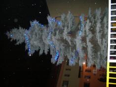 Rosvícení vánočního stromu